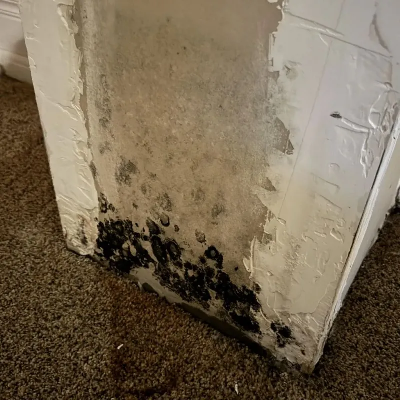 Professional Mold Removal in Springfield, NY